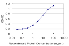 OXSR1 / OSR1 Antibody - Detection limit for recombinant GST tagged OXSR1 is approximately 0.03 ng/ml as a capture antibody.