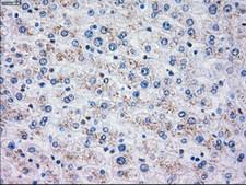 OXSR1 / OSR1 Antibody - IHC of paraffin-embedded liver tissue using anti-OXSR1 mouse monoclonal antibody. (Dilution 1:50).