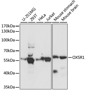 OXSR1 / OSR1 Antibody - Western blot analysis of extracts of various cell lines, using OXSR1 antibody at 1:1000 dilution. The secondary antibody used was an HRP Goat Anti-Rabbit IgG (H+L) at 1:10000 dilution. Lysates were loaded 25ug per lane and 3% nonfat dry milk in TBST was used for blocking. An ECL Kit was used for detection and the exposure time was 5s.