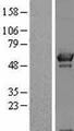 OXSR1 / OSR1 Protein - Western validation with an anti-DDK antibody * L: Control HEK293 lysate R: Over-expression lysate