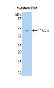 OXTR / Oxytocin Receptor Antibody - Western blot of recombinant OXTR / Oxytocin Receptor.  This image was taken for the unconjugated form of this product. Other forms have not been tested.