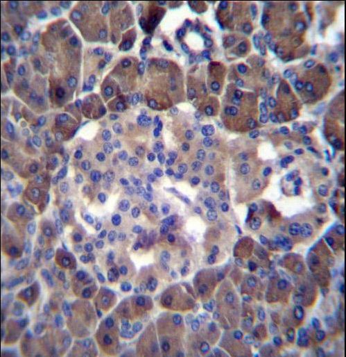 p14ARF / CDKN2A Antibody - MLM Antibody immunohistochemistry of formalin-fixed and paraffin-embedded human pancreas tissue followed by peroxidase-conjugated secondary antibody and DAB staining.