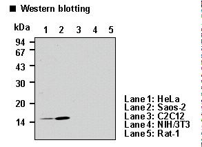p14ARF / CDKN2A Antibody
