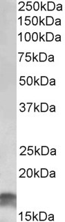 p16INK4a / CDKN2A Antibody - Goat Anti-CDKN2A (isoform 3) Antibody (1µg/ml) staining of HeLa lysate (35µg protein in RIPA buffer). Primary incubation was 1 hour. Detected by chemiluminescencence.