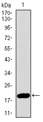 p16INK4a / CDKN2A Antibody - Western blot using CDKN2A monoclonal antibody against human CDKN2A recombinant protein. (Expected MW is 19 kDa)