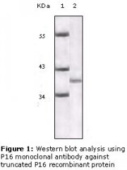 p16INK4a / CDKN2A Antibody