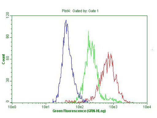 p16INK4a / CDKN2A Antibody - Flow cytometric Analysis of permeabilized Hela cells, using anti-CDKN2A antibody  Red),compared to an IgG isotype control. (green), and negative control. (PBS, Blue). (1:100)