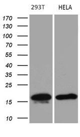 p16INK4a / CDKN2A Antibody - Western blot analysis of extracts. (35ug) from 2 different cell lines by using anti-CDKN2A monoclonal antibody. (1:500)