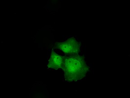 p16INK4a / CDKN2A Antibody - Anti-P16 mouse monoclonal antibody  immunofluorescent staining of COS7 cells transiently transfected by pCMV6-ENTRY P16.