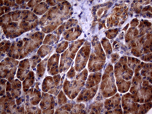 p16INK4a / CDKN2A Antibody - Immunohistochemical staining of paraffin-embedded Human pancreas tissue within the normal limits using anti-CDKN2A mouse monoclonal antibody. (Heat-induced epitope retrieval by 1mM EDTA in 10mM Tris buffer. (pH8.5) at 120°C for 3 min. (1:150)