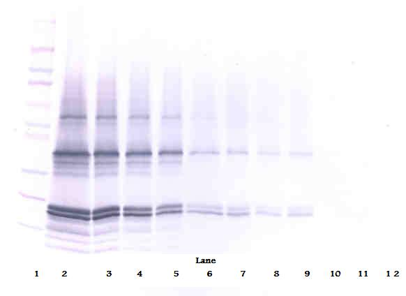 p16INK4a / CDKN2A Antibody - Anti-Human p16-INK4a-TAT Western Blot Unreduced