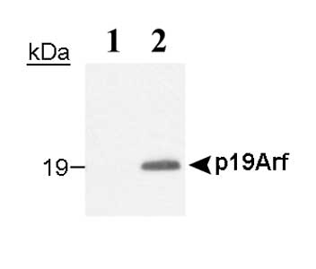 p19ARF (Mouse Cdkn2a) Antibody - Western blot of endogenous p19Arf using p19ARF, clone 12-A1-1 antibody. Total cell lysates (25 ug) from NIH3T3 cells, which have deleted the Arf gene (lane 1) and from wild type mouse embryo fibroblasts (MEFs) at passage 6, which express p19Arf (lane 2), were resolved by SDS-PAGE. The membrane was probed with 1u g/ml purified p19Arf (p19ARF, clone 12-A1-1 antibody.)