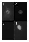 p19ARF (Mouse Cdkn2a) Antibody - Immunofluorescent detection of p19Arf in wild type mouse embryo fibroblasts (MEF) at passage 5 (lanes 1, 2) and NIH3T3 cells, which have deleted the Arf gene (lanes 3, 4) were fixed in methanol/acetone and probed with p19ARF, clone 12-A1-1 antibody, followed by a fluorescently labeled anti-rat IgG secondary antibody (lanes 1, 3). Cells were also stained with Hoechst dye to reveal the position of nuclei (lanes 2, 4).