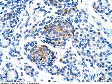 P2RX1 / P2X1 Antibody - P2RX1 / P2X1 antibody ARP35105_T100-NP_002549-P2RX1(purinergic receptor P2X, ligand-gated ion channel, 1) Antibody was used in IHC to stain formalin-fixed, paraffin-embedded human pancreas.  This image was taken for the unconjugated form of this product. Other forms have not been tested.