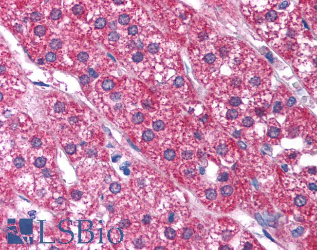 P2RX2 / P2X2 Antibody - Anti-P2RX2 / P2X2 antibody IHC of human adrenal. Immunohistochemistry of formalin-fixed, paraffin-embedded tissue after heat-induced antigen retrieval. Antibody concentration 5 ug/ml.  This image was taken for the unconjugated form of this product. Other forms have not been tested.