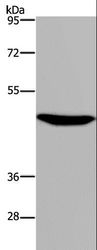P2RX2 / P2X2 Antibody - Western blot analysis of Mouse brain tissue, using P2RX2 Polyclonal Antibody at dilution of 1:300.