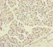 P2RX3 / P2X3 Antibody - Immunohistochemistry of paraffin-embedded human pancreatic tissue at dilution of 1:100