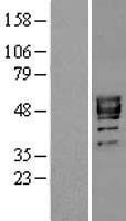 P2RX3 / P2X3 Protein - Western validation with an anti-DDK antibody * L: Control HEK293 lysate R: Over-expression lysate