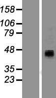 P2RX4 / P2X4 Protein - Western validation with an anti-DDK antibody * L: Control HEK293 lysate R: Over-expression lysate