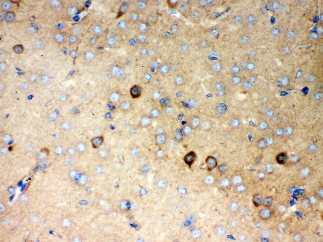 P2RX5 / P2X5 Antibody - P2X5 antibody IHC-paraffin: Mouse Brain Tissue.