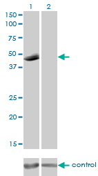 P2RX5 / P2X5 Antibody - Western blot analysis of P2RX5 over-expressed 293 cell line, cotransfected with P2RX5 Validated Chimera RNAi (Lane 2) or non-transfected control (Lane 1). Blot probed with P2RX5 monoclonal antibody (M01), clone 1C5 . GAPDH ( 36.1 kDa ) used as specificity and loading control.