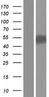 P2RX5 / P2X5 Protein - Western validation with an anti-DDK antibody * L: Control HEK293 lysate R: Over-expression lysate