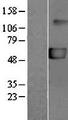 P2RX5 / P2X5 Protein - Western validation with an anti-DDK antibody * L: Control HEK293 lysate R: Over-expression lysate