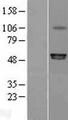 P2RX6 / P2X6 Protein - Western validation with an anti-DDK antibody * L: Control HEK293 lysate R: Over-expression lysate