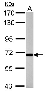 P2RX7 / P2X7 Antibody - Sample (50 ug of tissue extract) A: normal mouse brain tissue 7.5% SDS PAGE P2RX7 / P2X7 antibody diluted at 1:1000
