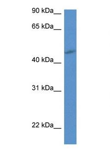 P2RY1 / P2Y1 Antibody - P2RY1 / P2Y1 antibody Western blot of Rat Liver lysate. Antibody concentration 1 ug/ml.  This image was taken for the unconjugated form of this product. Other forms have not been tested.