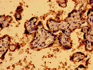 P2RY1 / P2Y1 Antibody - Immunohistochemistry image of paraffin-embedded human placenta tissue at a dilution of 1:100