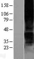 P2RY1 / P2Y1 Protein - Western validation with an anti-DDK antibody * L: Control HEK293 lysate R: Over-expression lysate