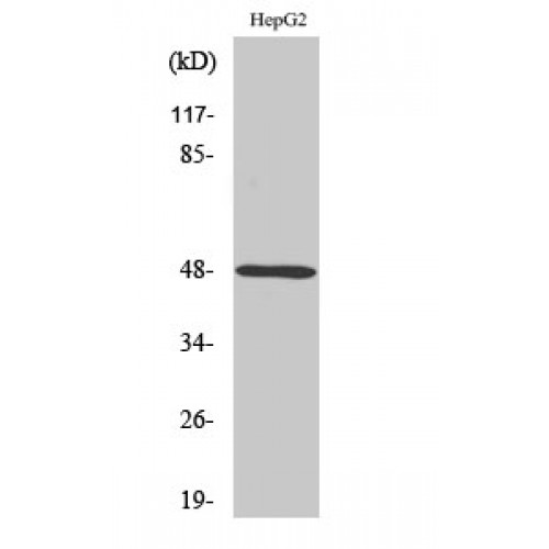 P2RY11 / P2Y11 Antibody - Western blot of P2Y11 antibody