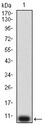P2RY12 / P2Y12 Antibody - Western blot analysis using P2RY12 mAb against human P2RY12 (AA: extra mix) recombinant protein. (Expected MW is 9.4 kDa)