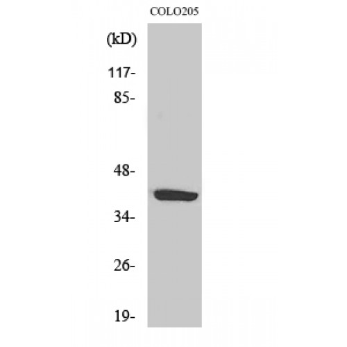 P2RY14 / GPR105 Antibody - Western blot of GPR105 antibody