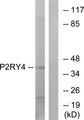 P2RY4 / P2Y4 Antibody - Western blot analysis of lysates from HeLa cells, using P2RY4 Antibody. The lane on the right is blocked with the synthesized peptide.