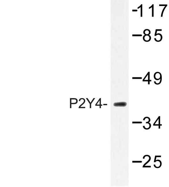 P2RY4 / P2Y4 Antibody - Western blot of P2Y4 (V198) pAb in extracts from HeLa cells.