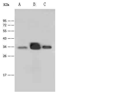P2RY6 / P2Y6 Antibody - Anti-P2RY6 rabbit polyclonal antibody at 1:500 dilution. Lane A: A549 Whole Cell Lysate. Lane B: 293 Whole Cell Lysate. Lane C: HepG2 Whole Cell Lysate. Lysates/proteins at 30 ug per lane. Secondary: Goat Anti-Rabbit IgG (H+L)/HRP at 1/10000 dilution. Developed using the ECL technique. Performed under reducing conditions. Predicted band size: 36 kDa. Observed band size: 36 kDa.
