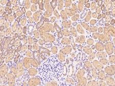 P2RY6 / P2Y6 Antibody - Immunochemical staining of human P2RY6 in human kidney with rabbit polyclonal antibody at 1:1000 dilution, formalin-fixed paraffin embedded sections.