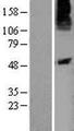P2Y10 / P2RY10 Protein - Western validation with an anti-DDK antibody * L: Control HEK293 lysate R: Over-expression lysate