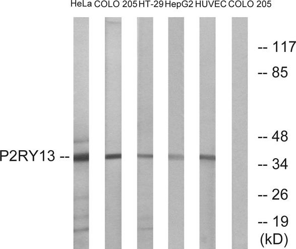 P2Y13 / P2RY13 Antibody - Western blot analysis of lysates from HeLa, COLO, HT-29, HepG2, and HUVEC cells, using P2RY13 Antibody. The lane on the right is blocked with the synthesized peptide.