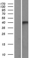 P2Y13 / P2RY13 Protein - Western validation with an anti-DDK antibody * L: Control HEK293 lysate R: Over-expression lysate