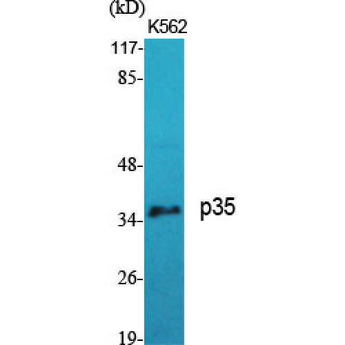 p35 Antibody - Western blot of p35 antibody