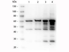 p35 Antibody - Western Blot of rabbit anti-p35 antibody. Lane 1: p35 recombinant protein 50 ng load. Lane 2: p35 recombinant protein 100 ng load. Lane 3: p35 recombinant protein 250 ng load. Lane 4: p35 recombinant protein 500 ng load. Primary antibody: p35 antibody at 1:1,000 for overnight at 4°C. Secondary antibody: Peroxidase rabbit secondary antibody at 1:40,000 for 30 min at RT. Block: MB-070 for 30 min at RT. Predicted/Observed size: 60 kDa, 60 kDa for p35. Other band(s): p35 splice variants and isoforms.