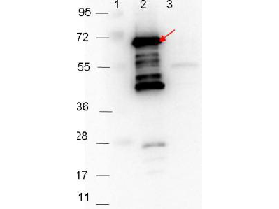 p35 Antibody - Western blot showing detection of 0.1 µg of recombinant p35 protein. Lane 1: Molecular weight markers. Lane 2: MBP-p35 fusion protein (arrow; expected MW: 69.5 kDa). Lane 3: MBP alone. Protein was run on a 4-20% gel, then transferred to 0.45 µm nitrocellulose. After blocking with 1% BSA-TTBS overnight at 4°C, primary antibody was used at 1:1000 at room temperature for 30 min. HRP-conjugated Goat-Anti-Rabbit secondary antibody was used at 1:40,000 in MB-070 blocking buffer and imaged on the VersaDoc MP 4000 imaging system (Bio-Rad).
