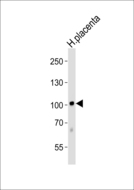 P3H1 / LEPRE1 Antibody - Western blot of lysate from human placenta tissue lysate with LEPRE1 Antibody. Antibody was diluted at 1:1000. A goat anti-rabbit IgG H&L (HRP) at 1:5000 dilution was used as the secondary antibody. Lysate at 35 ug.