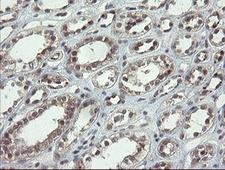 P3H1 / LEPRE1 Antibody - IHC of paraffin-embedded Human Kidney tissue using anti-LEPRE1 mouse monoclonal antibody. (Heat-induced epitope retrieval by 10mM citric buffer, pH6.0, 100C for 10min).