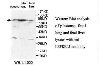 P3H2 / LEPREL1 Antibody