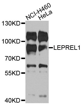 P3H2 / LEPREL1 Antibody - Western blot analysis of extracts of various cells.