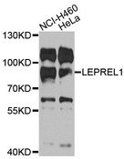 P3H2 / LEPREL1 Antibody - Western blot analysis of extracts of various cells.